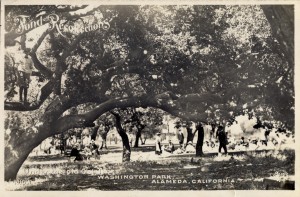 Old Oak Trees, Washington Park, Alameda, California     
